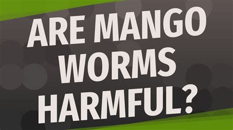 mangoworm|are mango worms dangerous.